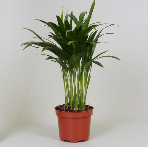Productfoto van Areca Dypsis