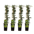 Productfoto van 4x - Hedera helix
