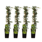 Productfoto van 4x - Hedera helix