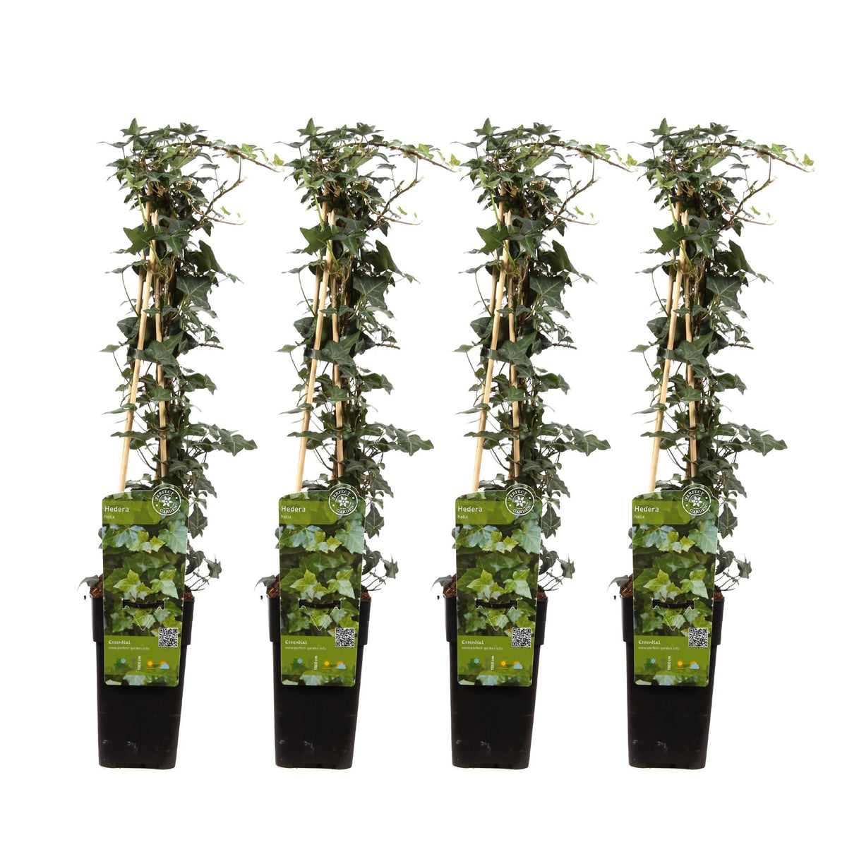 Productfoto van 4x - Hedera helix