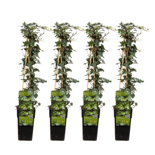 Productfoto van 4x - Hedera helix