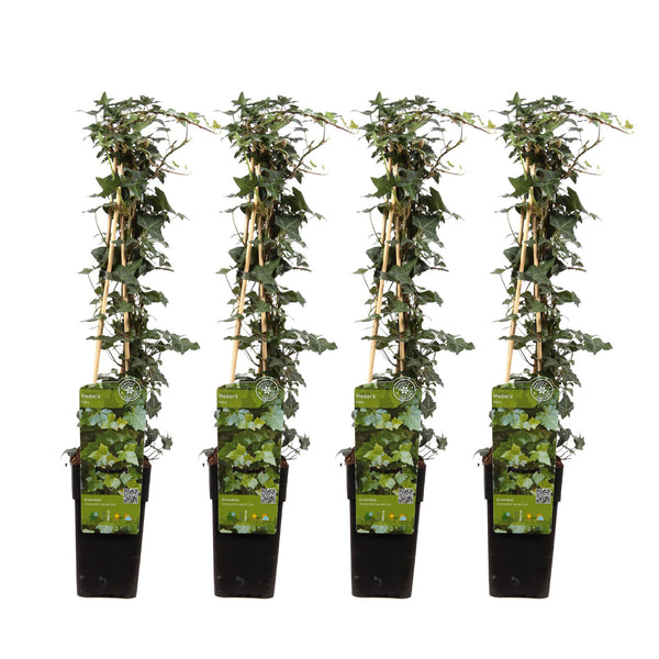 4x - Hedera helix