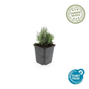 Lavandula ang. &