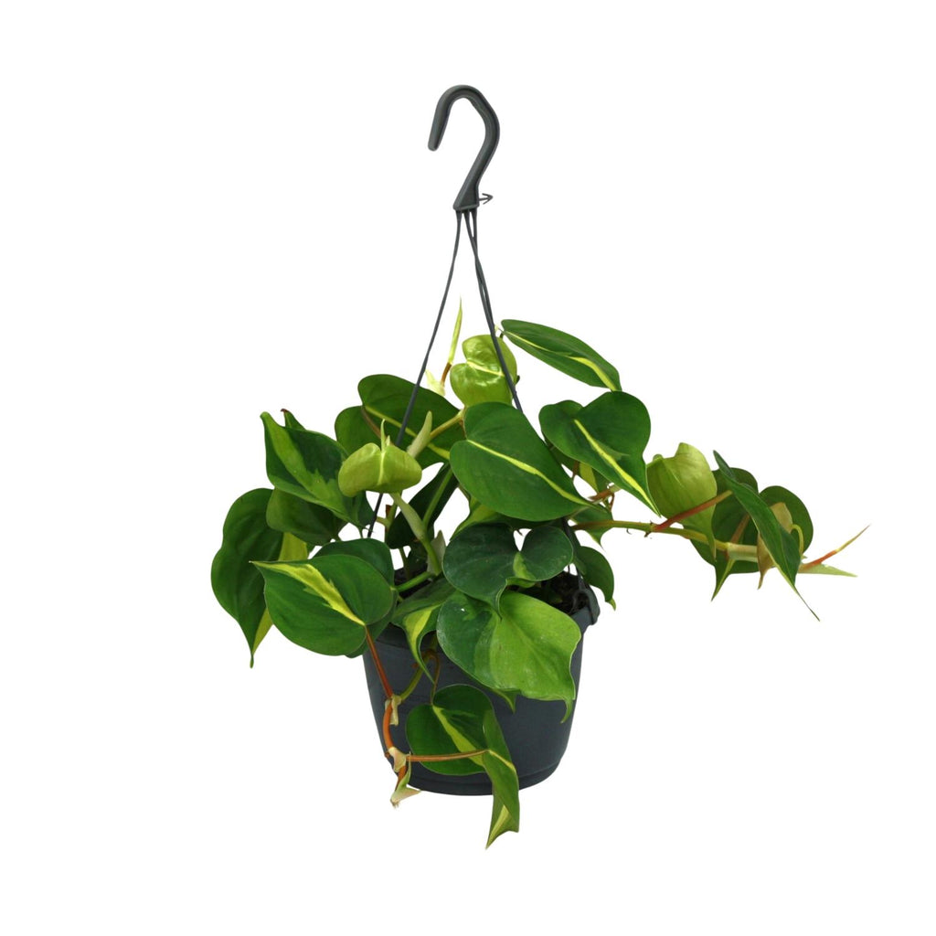 Productfoto van Philodendron Scandens Brasil