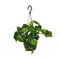 Productfoto van Philodendron Scandens Brasil
