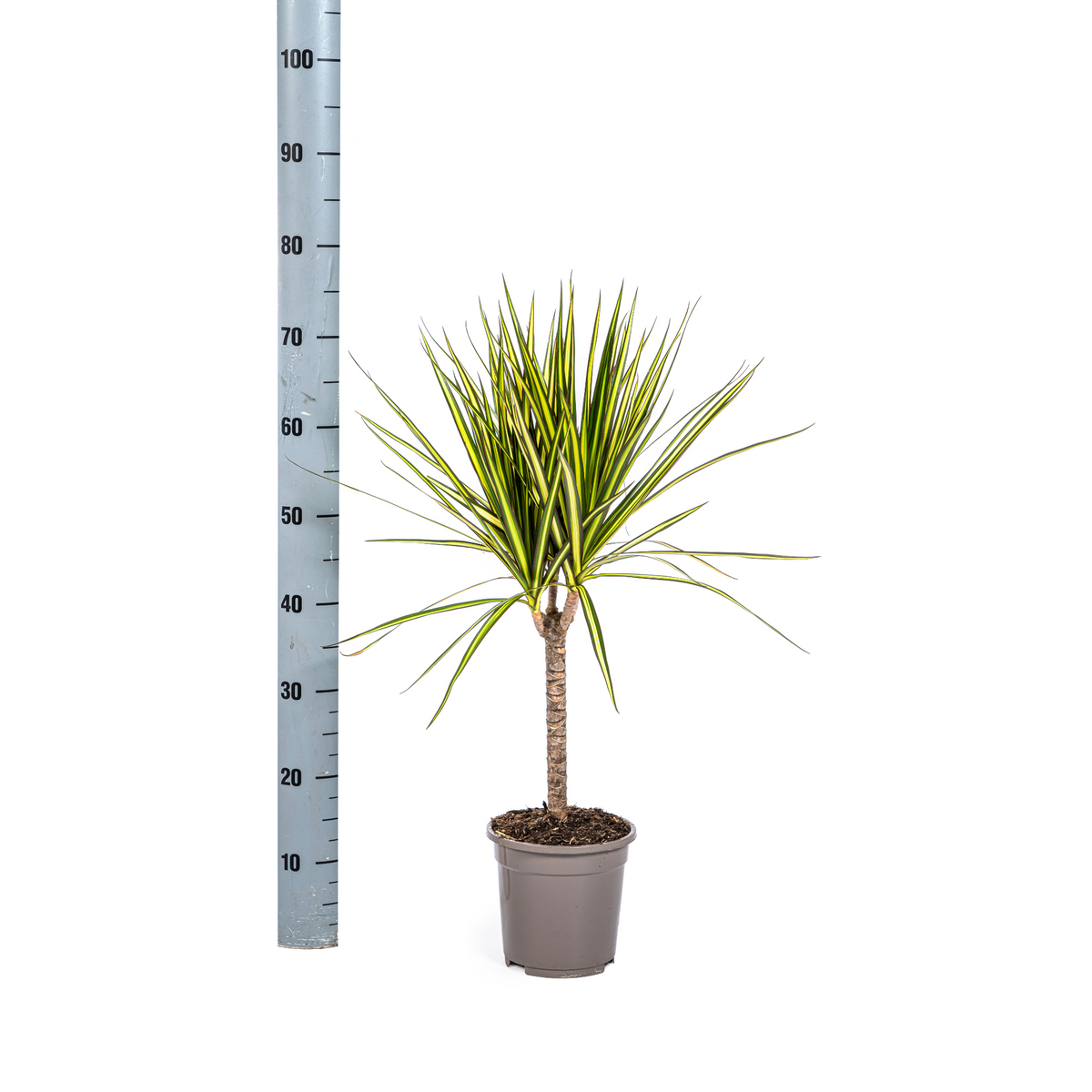 Productafbeelding van Pureplant