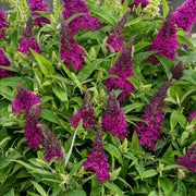 Vlinderstruik Butterfly Candy Little Ruby
