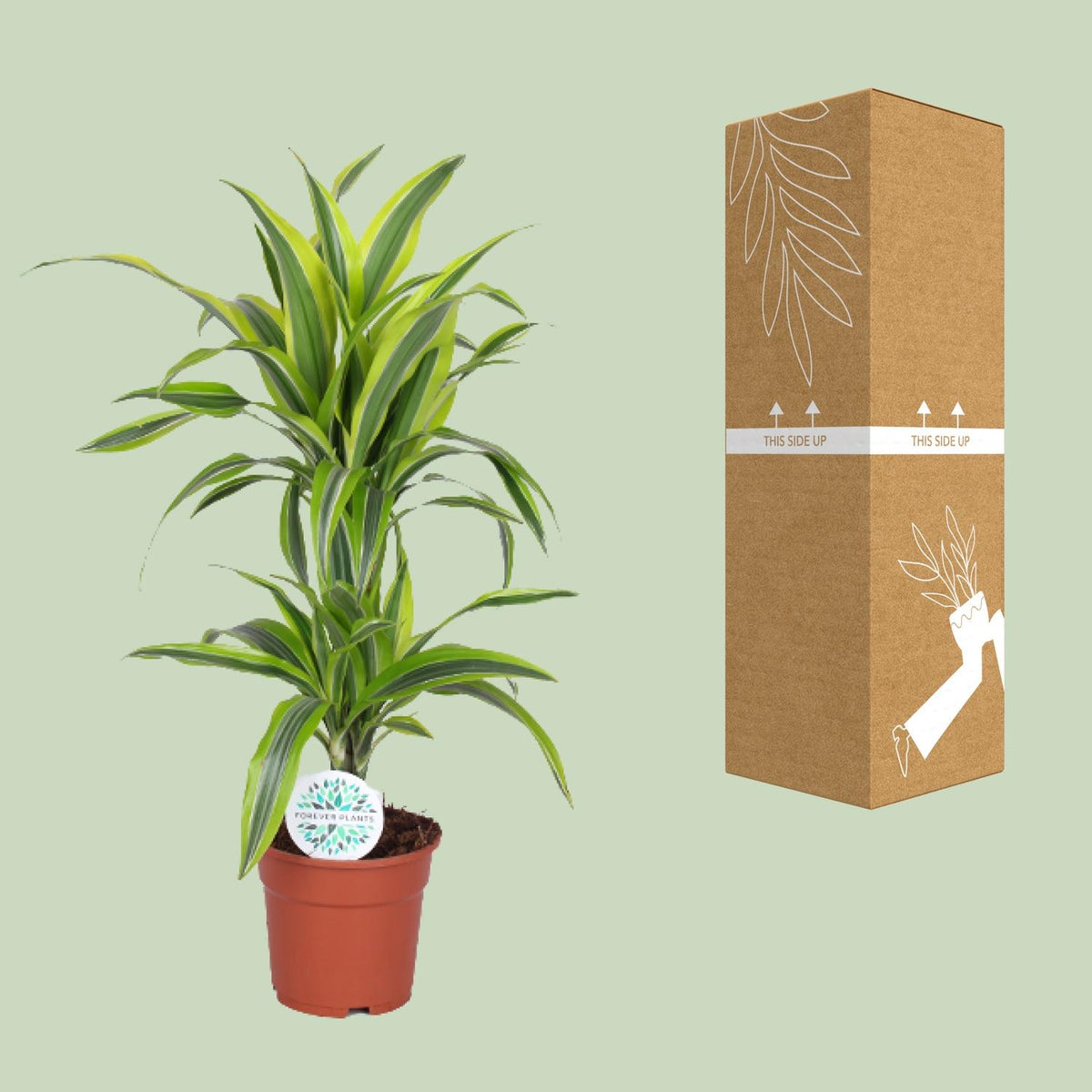 Detailfoto van Dracaena Lemon Lime