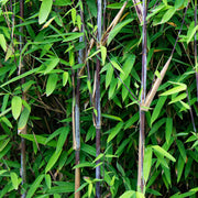 Fargesia nitida Black Dragon, 80 cm hoog