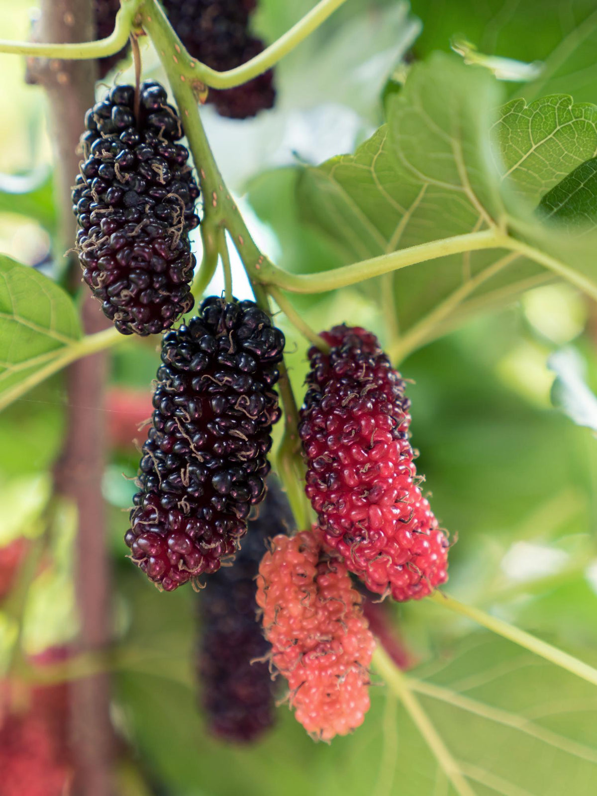 Productfoto van Morus nigra Mulle