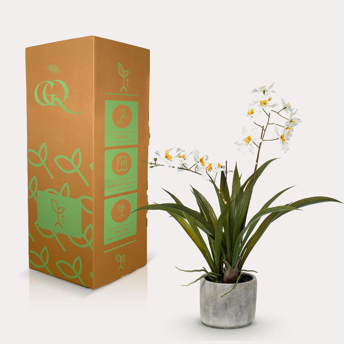 Kunstplant - Orchidee - Wit, kenmerkend blad