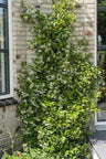 2x - Trachelospermum 'Star of Venice'