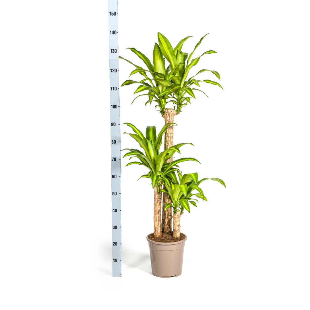Dracaena Fragrans Massangeana, groeiwijze van de plant