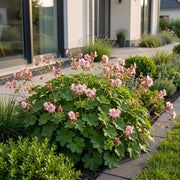 Geranium macrorrhizum &