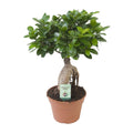 Ficus Ginseng, plant in pot