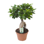 Ficus Ginseng, plant in pot