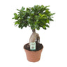 Ficus Ginseng