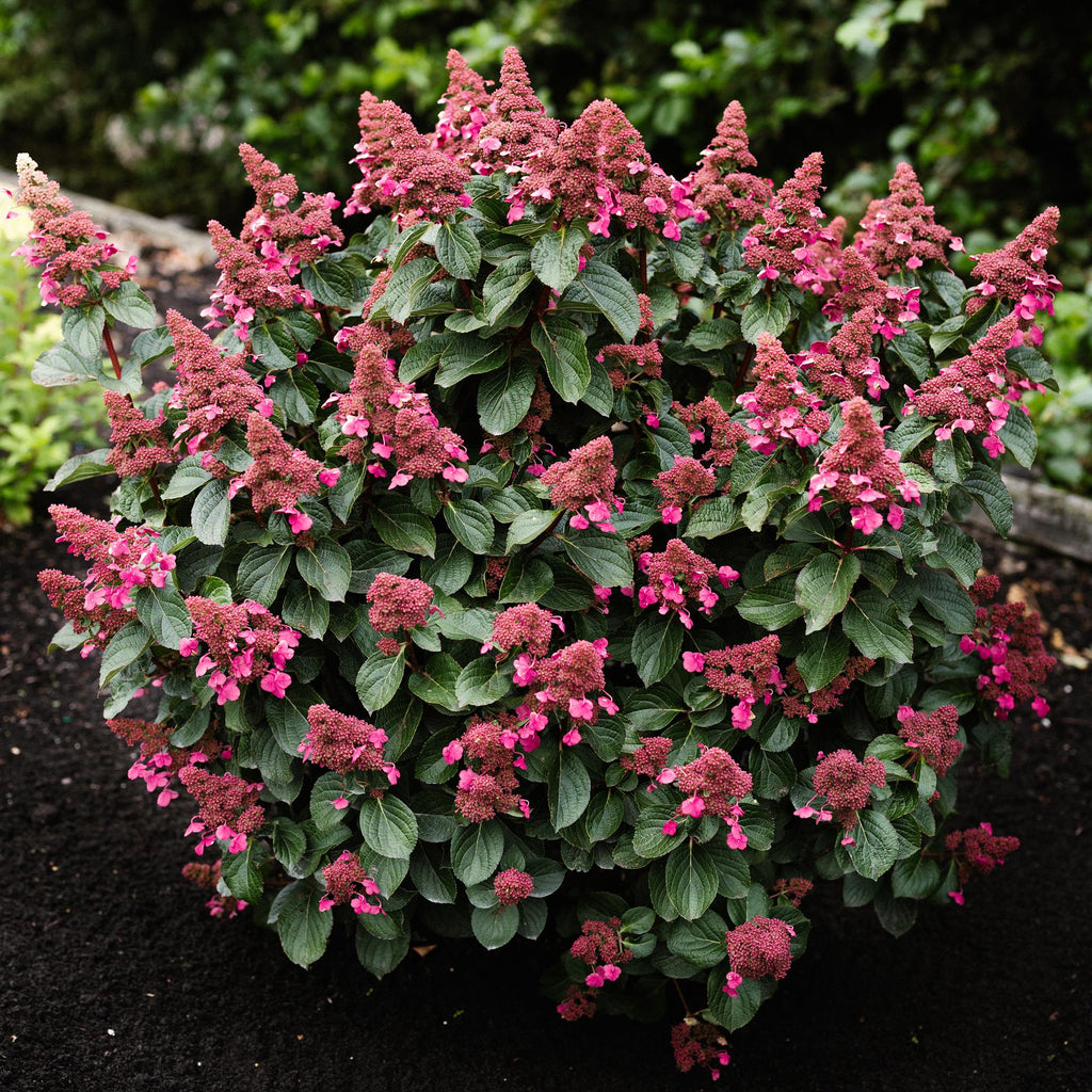 Pluimhortensia Living Infinity, geschikte tuinplant