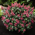 Pluimhortensia Living Infinity, geschikte tuinplant