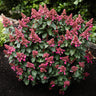 Pluimhortensia Living Infinity