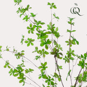 Kunstplant Tropaeolum speciosum, Oost-Indische kers, 150 cm