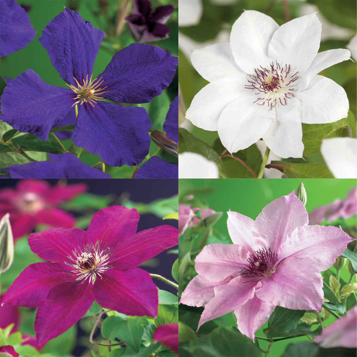 Clematis Rainbow, groene bladeren