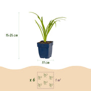 24x Daglelie Arctic Snow