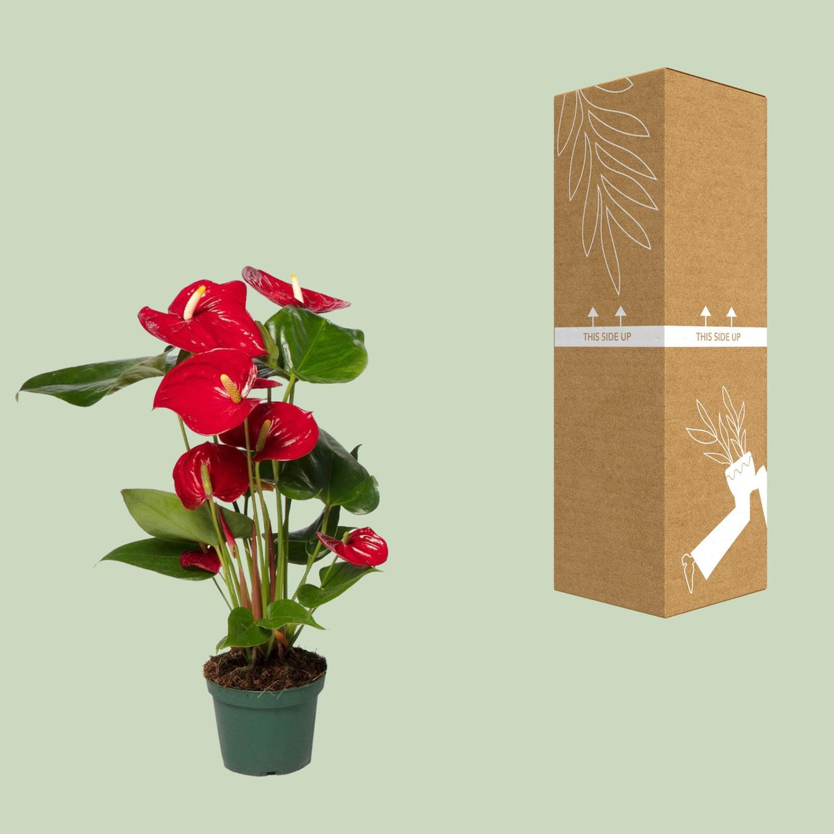 Detailfoto van Anthurium rood, kamerplant met glanzende bloemen, 40 cm hoog