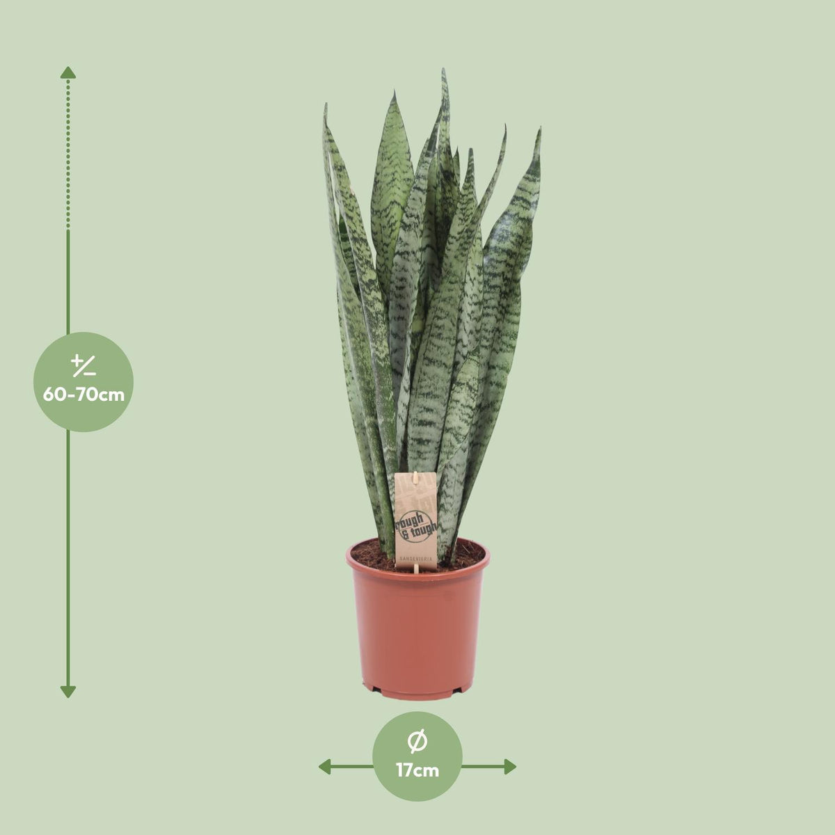 Sansevieria Zeylanica, detail van het blad