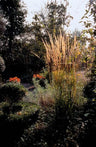 12x Calamagrostis acut. 'Karl Foerster'