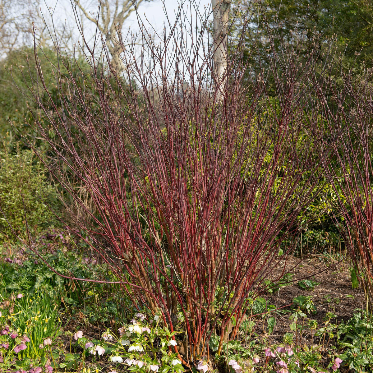 Cornus alba Kesselringii, groene bladeren