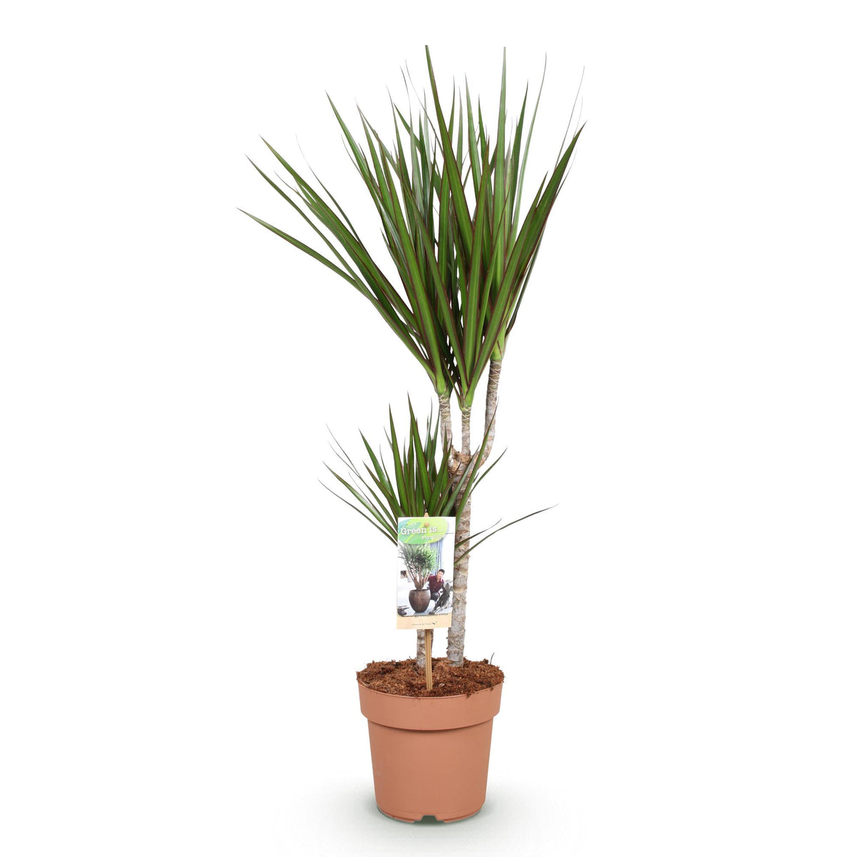 Dracaena Marginata, 70-80 cm hoog, compacte kamerplant