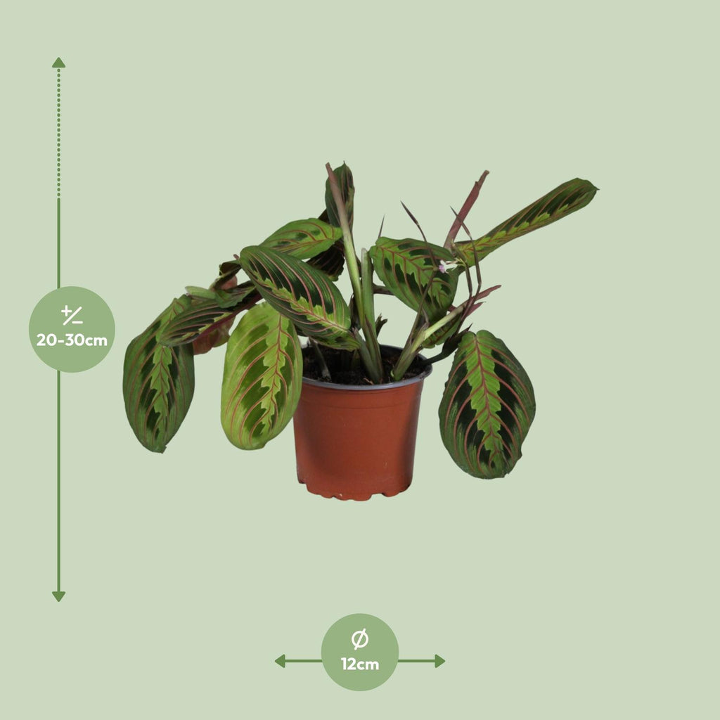 Maranta Leuconeura Fascinator, detail van het blad