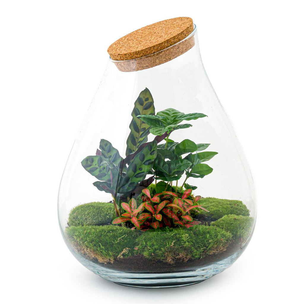Productafbeelding van Pureplant