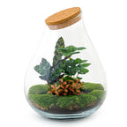 Productafbeelding van Pureplant