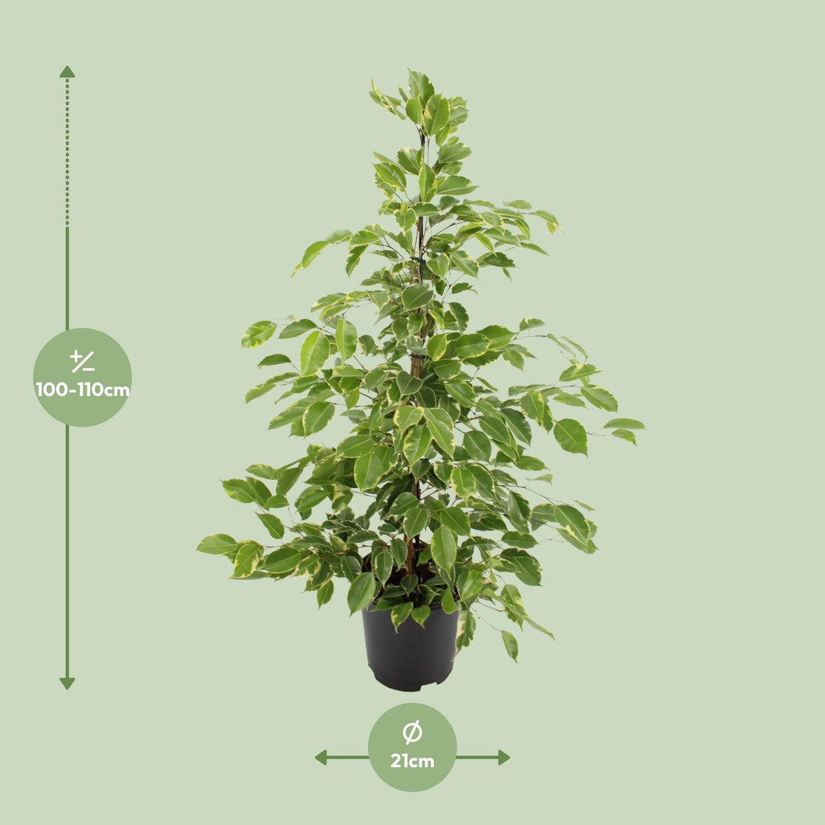 Ficus benjamina Goldenking, detail van het blad