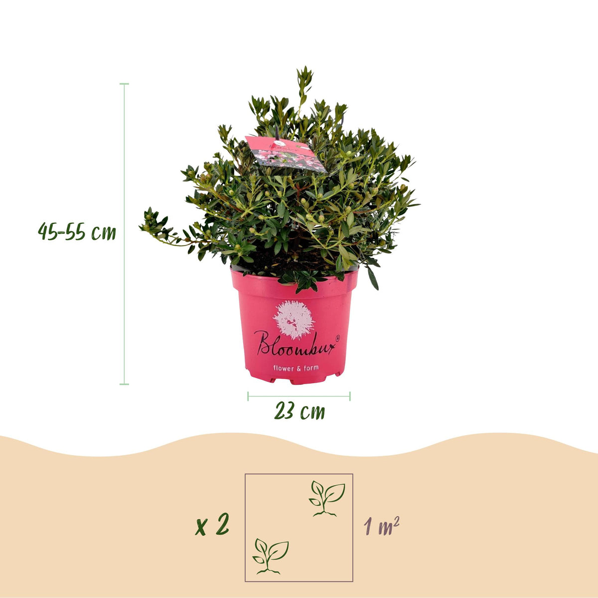 Rhododendron Bloombux Magenta, compacte plant