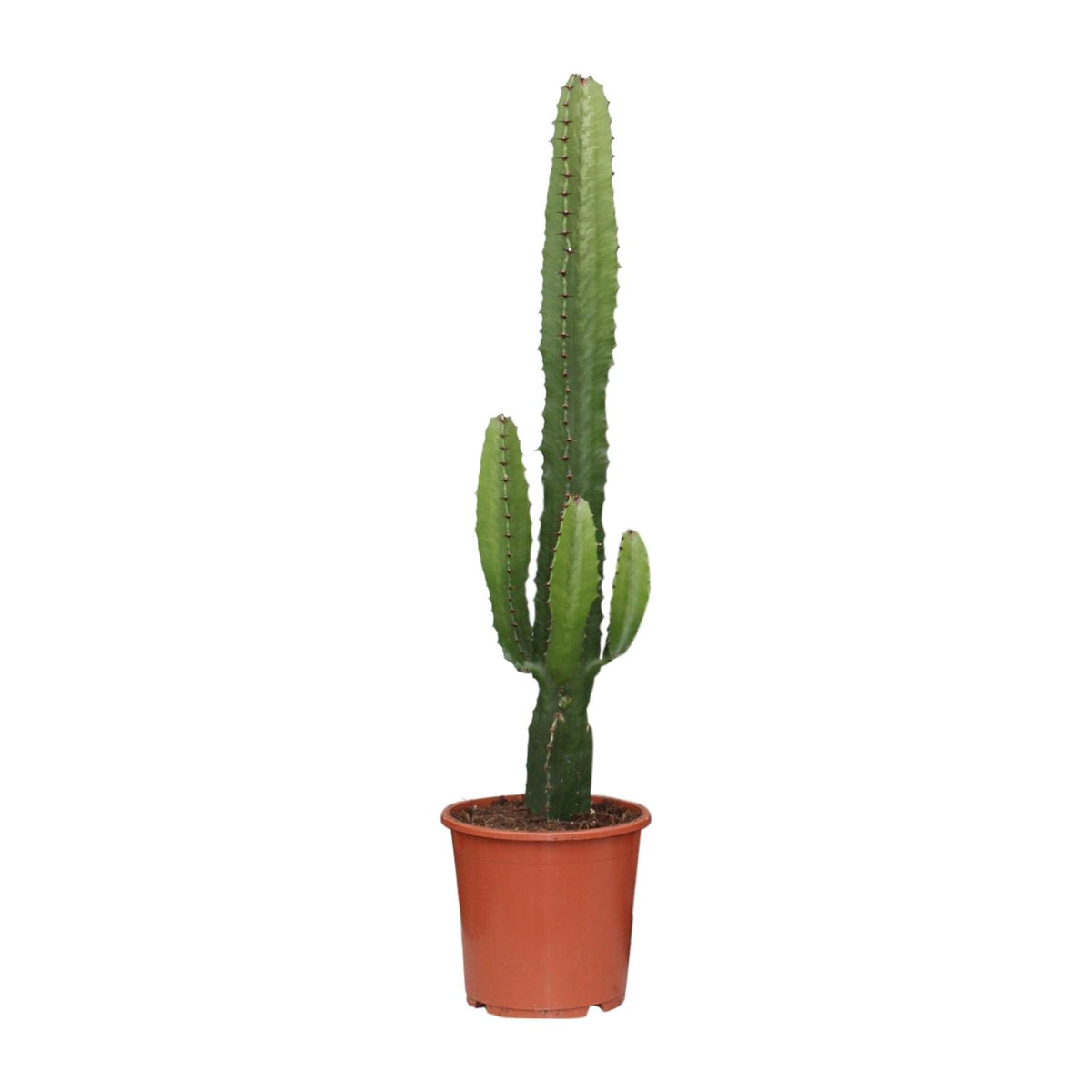 Productfoto van Euphorbia acrurensis, kandelaarvormige stengels, 50 cm hoog