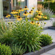Echinacea paradoxa - Zonnehoed - Geel - 6 Planten