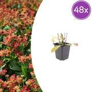 Helenium &