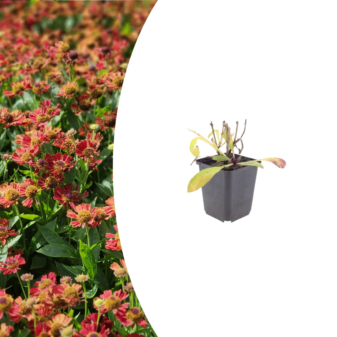 Helenium 'Moerheim Beauty', groeiwijze van de plant