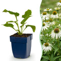 Zonnehoed Echinacea purpurea Alba wit