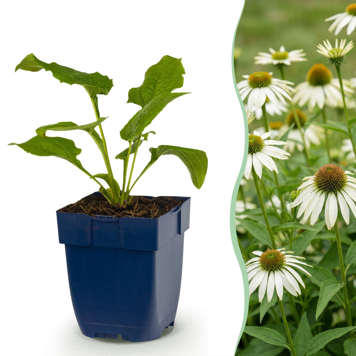 Zonnehoed Echinacea purpurea Alba wit