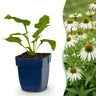 Echinacea purp. Alba - Zonnehoed - Wit