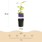 Productafbeelding van Pureplant