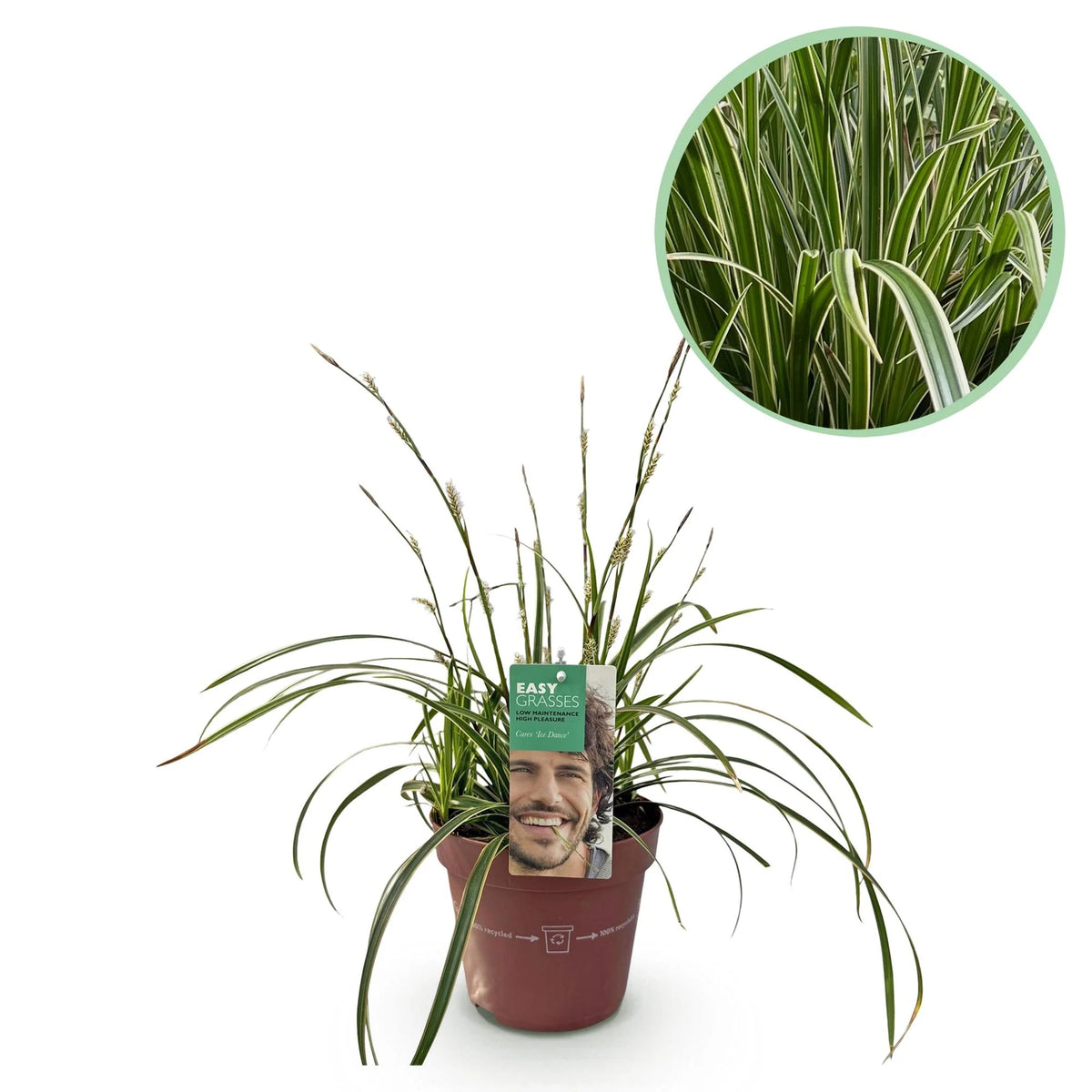 Productafbeelding van Pureplant