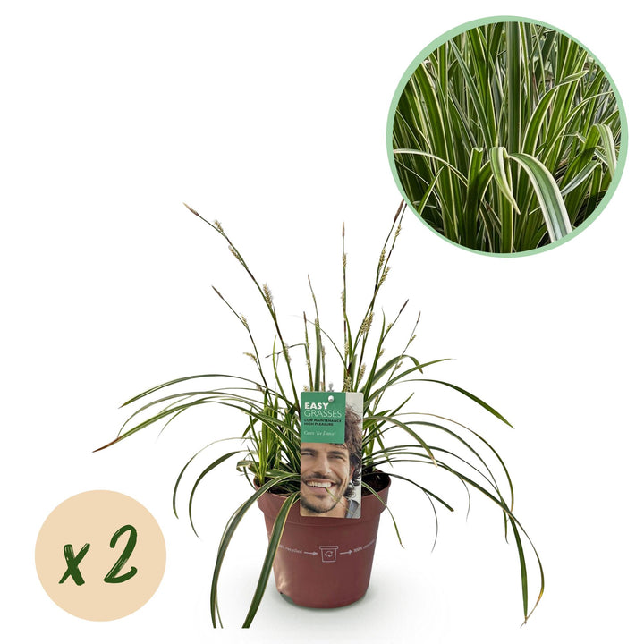 Carex morrowii Ice Dance, 50 cm hoog