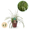 Carex morrowii Ice Dance, 50 cm hoog