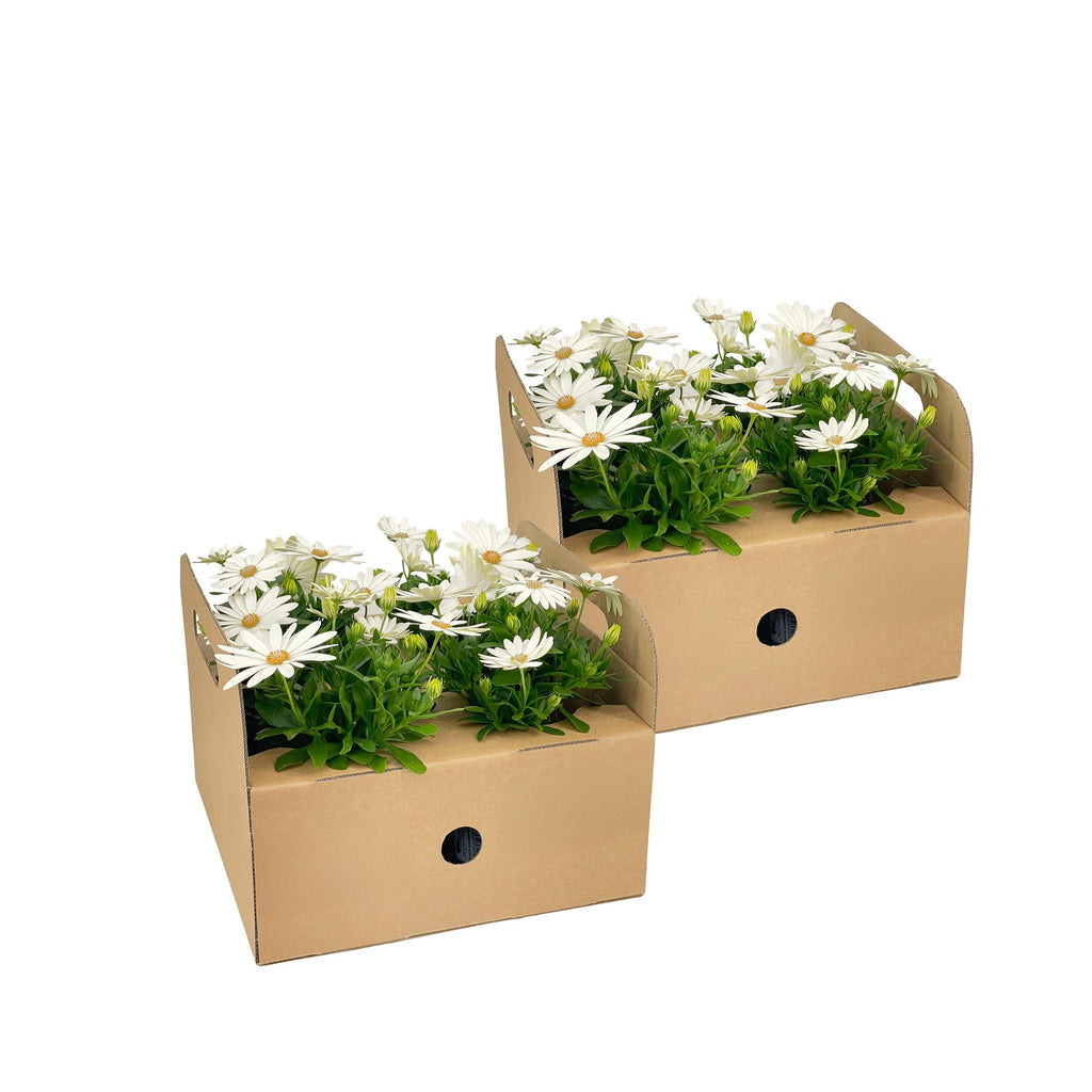 8x Osteospermum Ecklonis Weiß, plant in pot