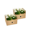8x Osteospermum Ecklonis Weiß